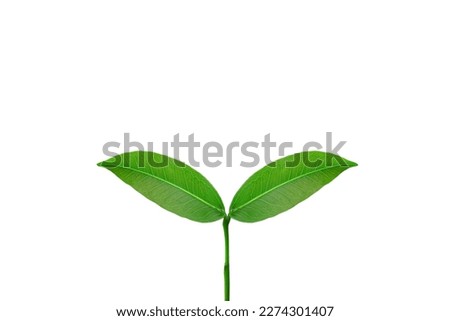 Translucent background of plant saplings white background