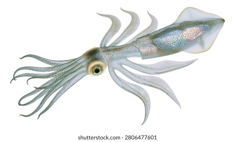 Translucent bioluminescent squid with long tentacles and iridescent skin texture