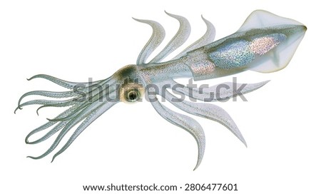 Translucent bioluminescent squid with long tentacles and iridescent skin texture