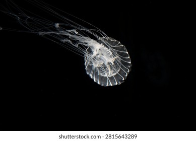Translucent Compass Jellyfish Floating with Long Tentacles Isolated on Black Background Underwater