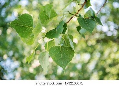 Translucent green heart-shaped leaves of Black Italian Poplar tree, species of cottonwood, shimmering in front of a sunny blue sky