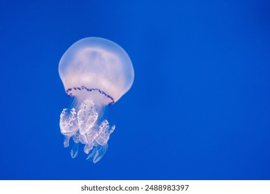 Translucent jellyfish drifting gracefully in blue water. The jellyfish delicate body and tentacles are highlighted against the vibrant blue background, creating a mesmerizing scene. - Powered by Shutterstock