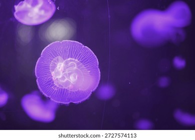 Translucent jellyfish float in a dark aquatic environment. Purple hues illuminate the gelatinous creatures. Delicate tendrils extend from the central body - Plzen, Czech - Jan,18,2026