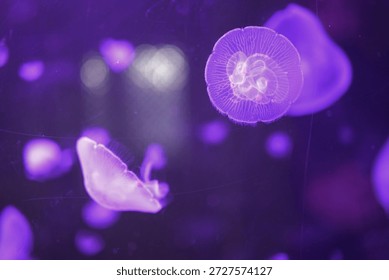 Translucent jellyfish float in a dark aquatic environment. Purple hues dominate the scene. Delicate structures are visible. Light reflects off the gelatinous forms - Plzen, Czech - Jan,18,2026