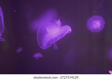 Translucent jellyfish float in a dark aquatic environment. Purple hues illuminate the gelatinous creatures. Several jellyfish are visible, some blurred - Plzen, Czech - Jan,18,2026