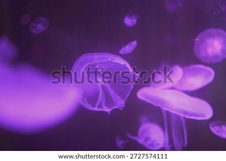 Translucent jellyfish float in a dark violet aquatic environment. Several specimens are visible, displaying delicate structures - Plzen, Czech - Jan,18,2026