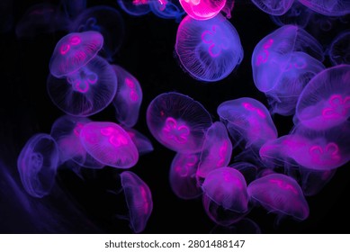 Translucent jellyfish float in dark water illuminated by neon pink and purple light. Their glowing forms create a mesmerizing, ethereal atmosphere.