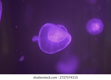 Translucent jellyfish float in a violet aquatic environment. One is central, displaying radial symmetry. Another appears distant. The scene evokes tranquility - Plzen, Czech - Jan,18,2026