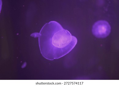 Translucent jellyfish float in violet water. One is central, another distant. Bioluminescent hues illuminate the marine life. The background is dark, creating depth - Plzen, Czech - Jan,18,2026