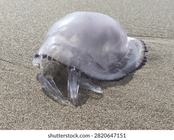 Translucent jellyfish with visible tentacles stranded on sandy beach, Paestum, Italy