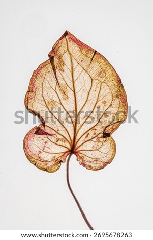 A translucent leaf displays its internal veins, tinged with pink and gold, on a stark white surface.