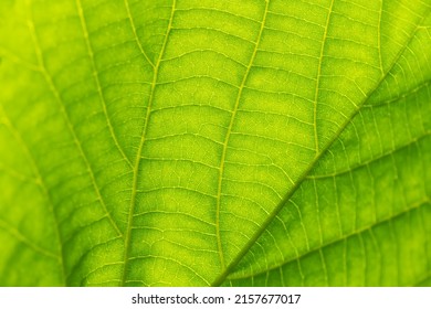 Translucent Leaf Of Lime Or Linden Tree (Tilia) Back Lit By Bright Springtime Sun Revealing Fine Cellular Structures And Veins. Macro Close Up Of Heart Shaped Surface In Shades Of Green. 