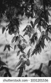 Translucent leaves hanging.