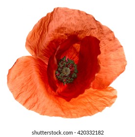 Translucent Macro Poppy Flower Isolated White Background