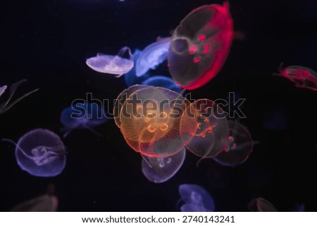 Translucent moon jellyfish drift in soft backlighting, their bell bodies glow in red, orange, violet. Clover shaped gonads are visible at Poema del Mar Aquarium.