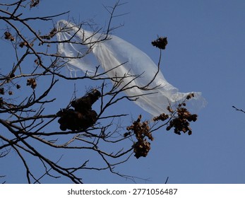 A translucent plastic bag is caught among bare tree branches and dried pods against a blue sky. It serves as a stark metaphor for environmental disruption and the persistence of synthetic waste.