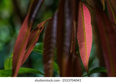 A translucent red leaf stands out among the bunch, as the rays of the sun illuminate it