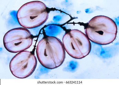 Translucent slice of red grape in blue liquid. Frozen fruit. - Shutterstock ID 663241114