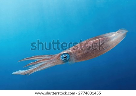 Translucent squid swimming through deep blue ocean water, detailed view of reddish chromatophores and large eye, underwater marine life photography with natural sunlight beams