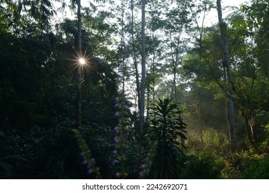 translucent sunlight through the gaps in the forest leaves