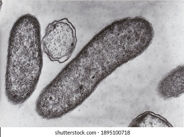 microscopic bacteria
