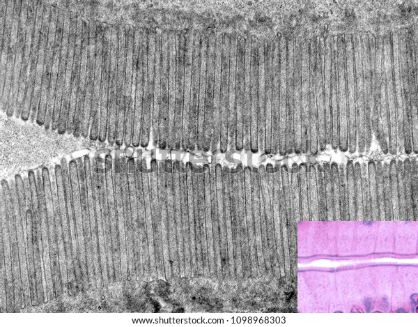 Transmission\
electron microscope (TEM) micrograph showing a brush border in\
longitudinal section (inset: light microscope appearance). The\
microvilli are parallel and tightly\
packed.