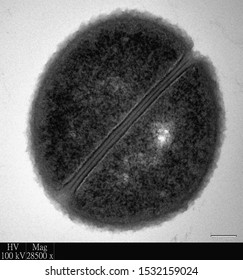 Transmission Electron Microscopy Of Bacteria Showing Cell Division By Binary Fission. This Is An Important Process In Bacteria Which Leads To The Production Of New Cells.