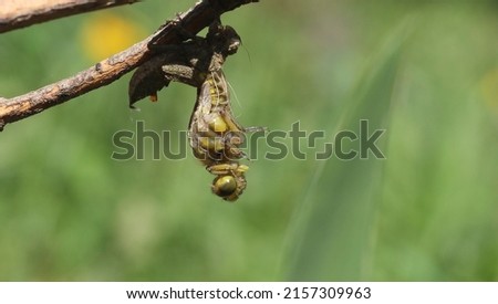 The transmutation of a dragonfly
