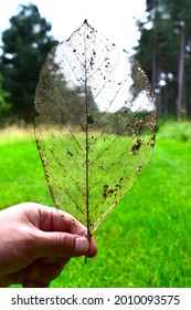 transparency leaf almost vanished into dust
