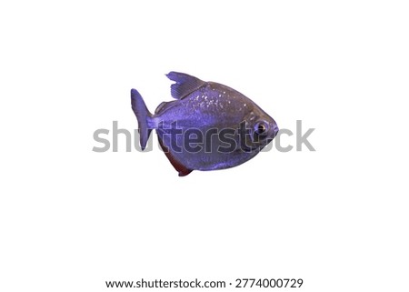 Transparent background fish, side profile view, patterned scale body, blue-black-white coloration, no additional context