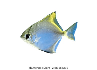 Transparent background, single fish floating, blue body, yellow underbelly, vibrant fins, illuminated from above, iridescent scales, nondescript background, realistic style, marine life focus, top pe