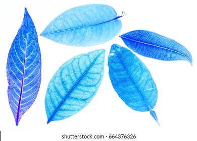 Transparent blue leaves with isolated white background indicating new futuristic technology for text adding commercial
