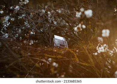 Transparent Bottle Of Perfume On Nature. Mens Or Womens Fragrance