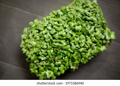 transparent container of microgreens of radish on wooden natural dark background. Sprouting Microgreens. Seed Germination at home, dense green leaves. Vegan and healthy eating concept. Selective focus