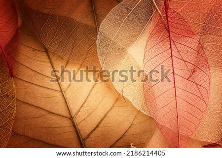 Transparent and delicate leaves over old background