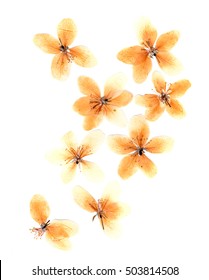 Transparent Dried Pressed Flowers And Petals Pale Orange Color Of Blossom Apple