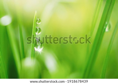 Transparent droplets of dew in grass on summer morning sparkle in sunlight in nature. Selective focus. Fresh grass with water drops.  Blurred background light green color, macro.