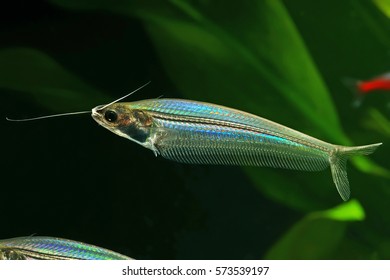 Transparent Glass Or Ghost Catfish