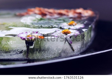 Transparent greenish melting ice piece with frozen white yellow purple daisies buds on black background, spa massage, beauty salon, aroma therapy, flower petals relaxation