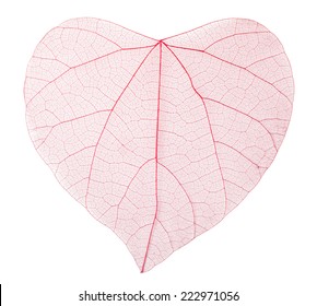 Transparent heart-shaped leaves