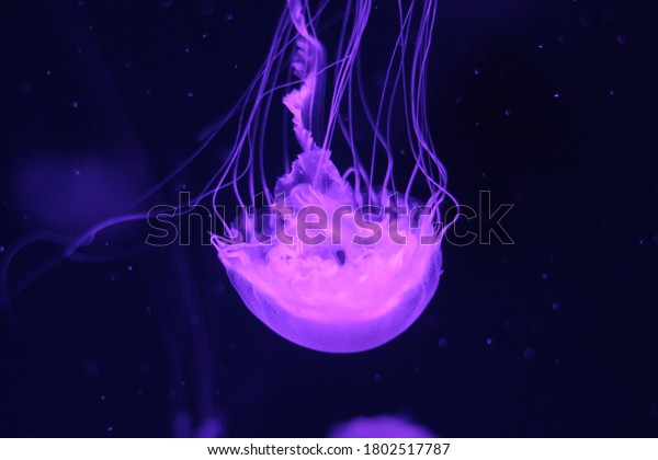 transparent jellyfish in the dark. abstraction of\
the underwater\
world