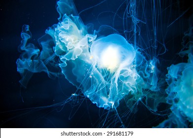 Transparent Jellyfish With Long Stinging Tentacles Background