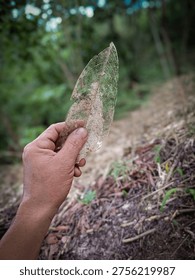 Transparent Leaf Skeleton Held by Hand in Nature