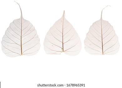 transparent leaf skeletons on white background. Card. Copyspace. Design