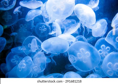 Blue Jellyfish Images Stock Photos Vectors Shutterstock