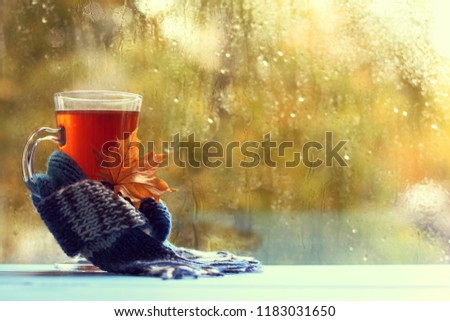 transparent mug with tea, and maple leaf, wrapped in a scarf on the background of the window after the rain / warming drink with autumn mood