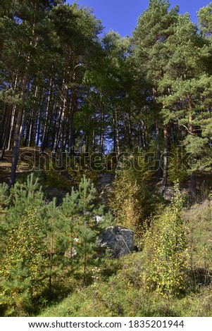 Transparent pine forest illuminated by the sun on the high rocky bank of the Ural river Iren. Sunny autumn in the foothills of the Western Urals.