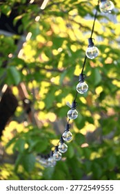 Transparent round string lights diagonal across frame, warm white glow against lush green foliage, shallow depth of field, low angle shot, Huashan 1914 Park Zhongzheng Taipei.