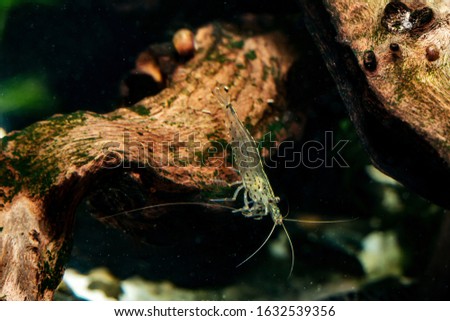 transparent shrimp in motion among snags to the bottom of the aquarium with green algae