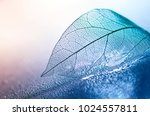 Transparent skeleton leaf with beautiful texture on a blue and pink background, glass with shiny water drops close-up macro . Bright expressive artistic image nature, free space.